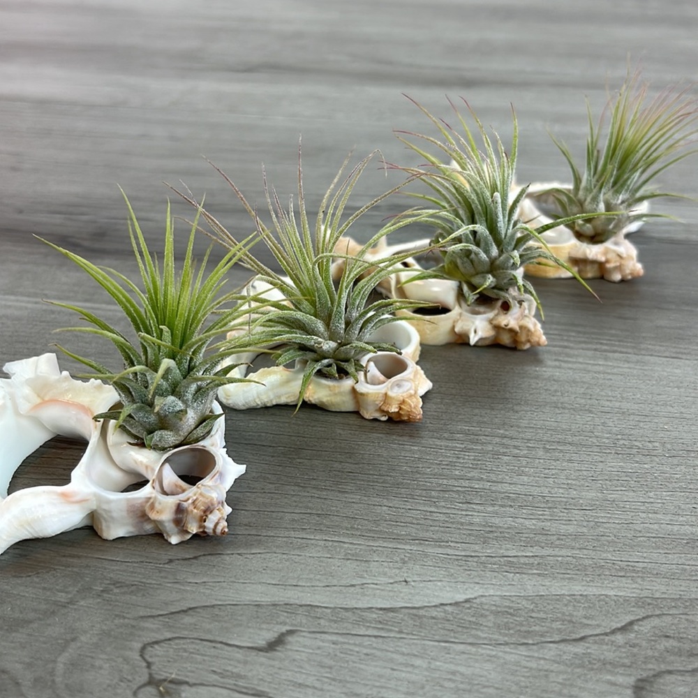 🔆AIR PLANT BUDDY🔆 WITH REAL SEA SHELL HAND MADE AND UNIQUE - Picture 9 of 11